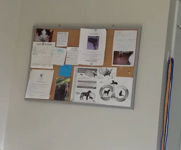 St. Clair Animal Care