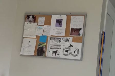 St. Clair Animal Care