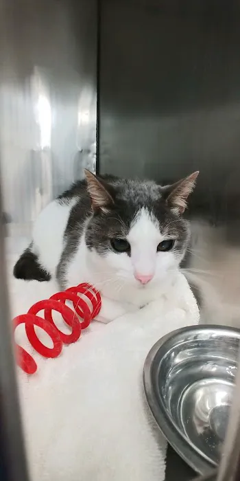 St. Clair Animal Care 12