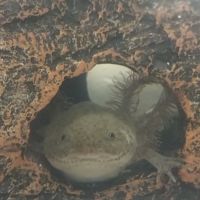 Badgerland Saltwater ico