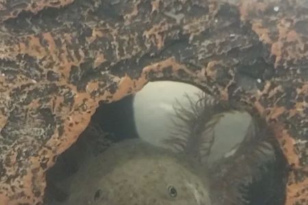 Badgerland Saltwater