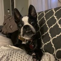 Crossroads Animal Hospital ico