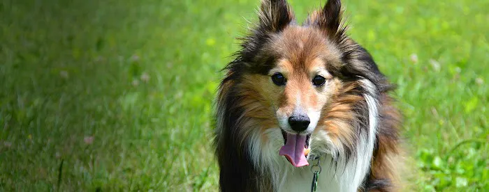 Crossroads Animal Hospital 12