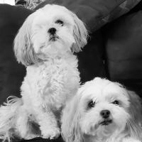 Banfield Pet Hospital ico