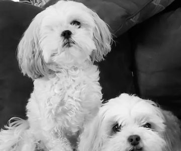 Banfield Pet Hospital