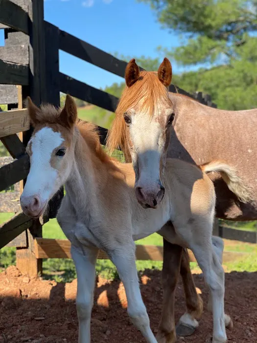 Tryon Equine Mobile 1
