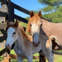 Tryon Equine Mobile ico