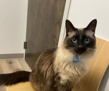 Sherrills Ford Animal Hospital
