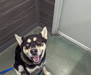 Pet Supplies Plus West Bend
