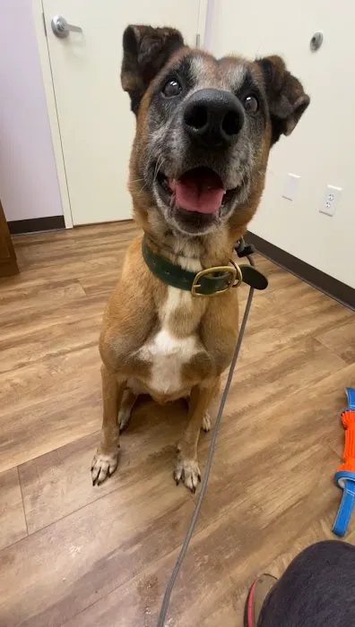 Grace Veterinary Hospital 8