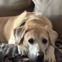 Grace Veterinary Hospital ico