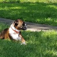 Foster Animal Hospital, P.A. ico