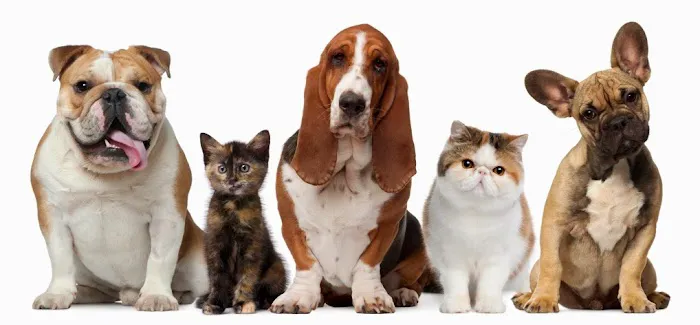 Concord Parkway Animal Hospital 10