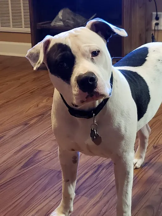 Concord Parkway Animal Hospital 5