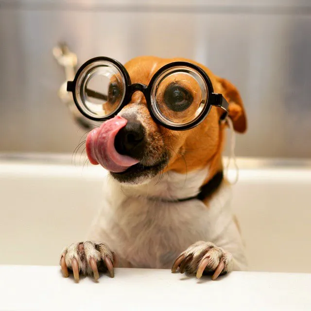 Concord Parkway Animal Hospital 3