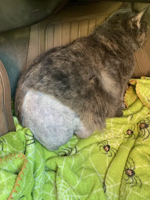 Whiskers and Paws Veterinary Wellness Clinic 12