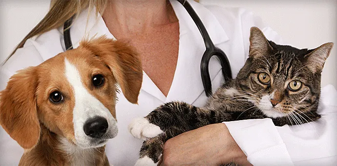 Whiskers and Paws Veterinary Wellness Clinic 12