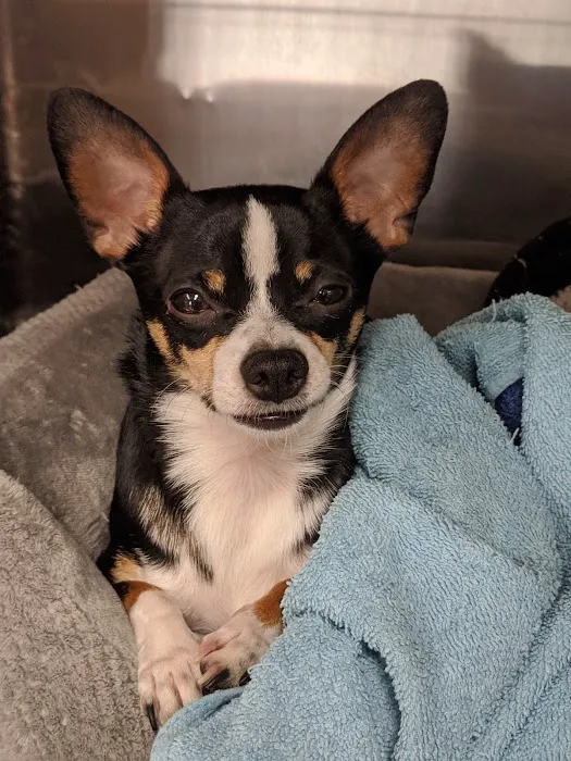 Whiskers and Paws Veterinary Wellness Clinic 12