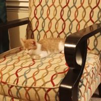 Whiskers and Paws Veterinary Wellness Clinic ico
