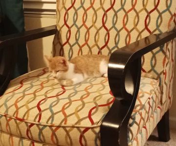 Whiskers and Paws Veterinary Wellness Clinic