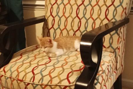 Whiskers and Paws Veterinary Wellness Clinic