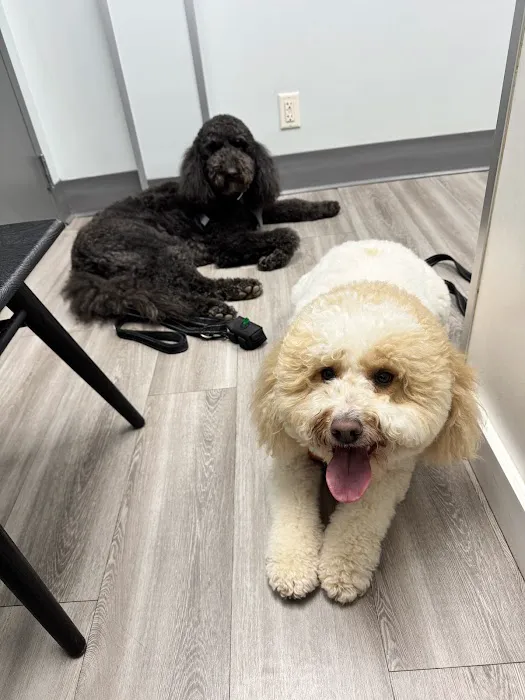 Cabarrus Animal Hospital 6