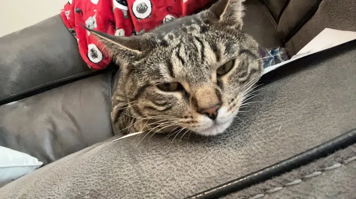 Cabarrus Animal Hospital 3
