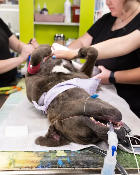 Cabarrus Animal Hospital 5