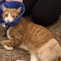 Cabarrus Animal Hospital ico
