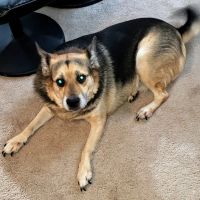 Banfield Pet Hospital ico