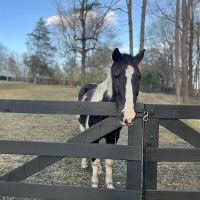 Rocky River Large Animal Veterinary Clinic ico