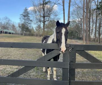 Rocky River Large Animal Veterinary Clinic