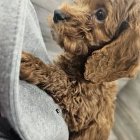Petland Janesville ico