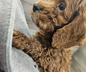 Petland Janesville