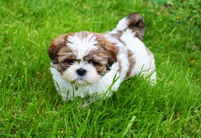Petland Janesville 12