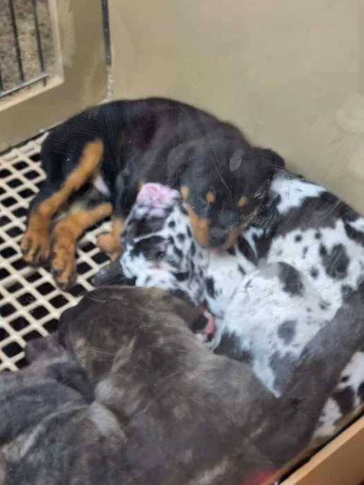 Petland Janesville 12