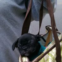 Petco ico