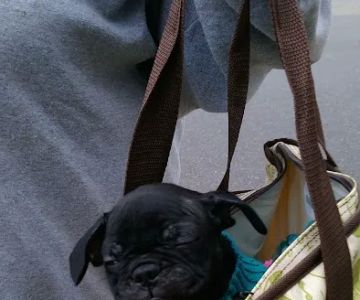 Petco