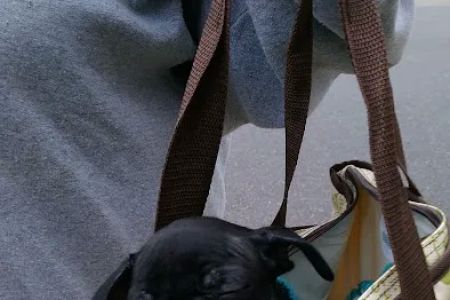 Petco