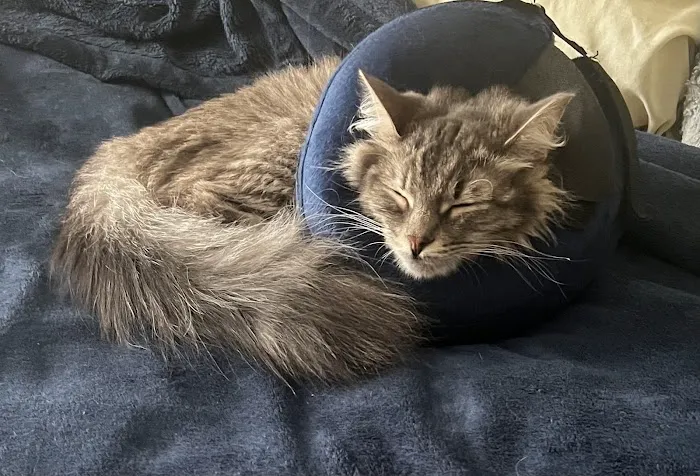 Cabarrus Spay & Neuter Clinic 12