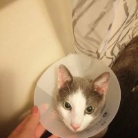 Cabarrus Spay & Neuter Clinic ico