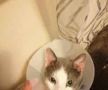 Cabarrus Spay & Neuter Clinic
