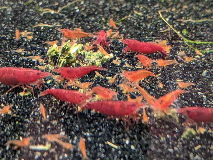 Tristan's Tropical Fish LLC 12