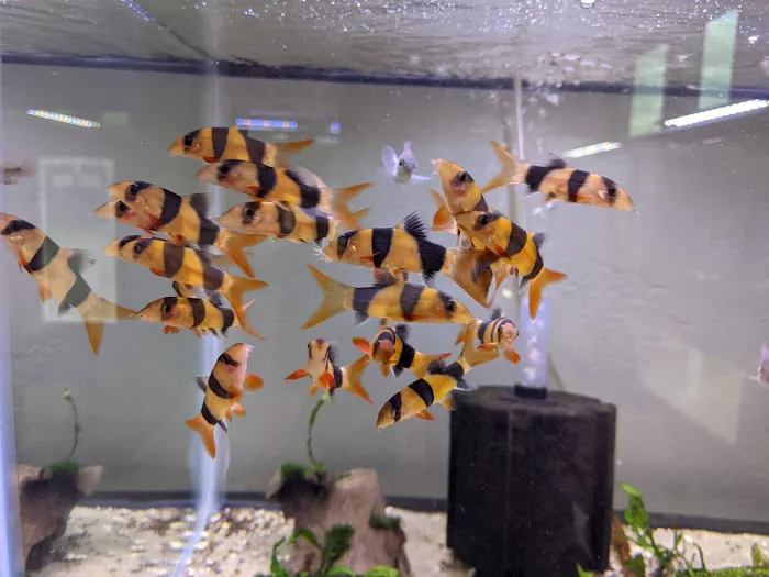 Tristan's Tropical Fish LLC 12