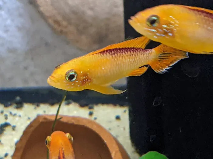 Tristan's Tropical Fish LLC 12