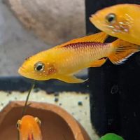 Tristan's Tropical Fish LLC ico