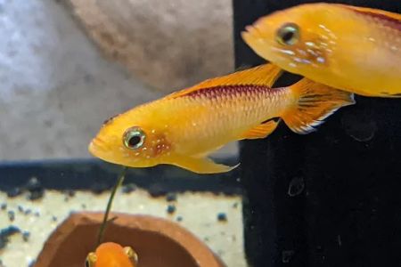 Tristan's Tropical Fish LLC