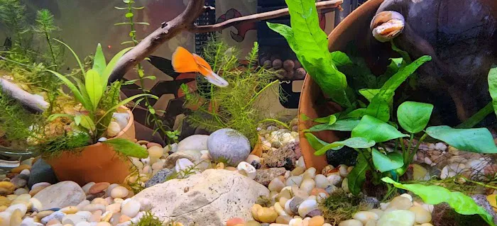Tristan's Tropical Fish LLC 12
