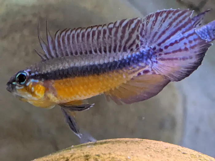 Tristan's Tropical Fish LLC 12