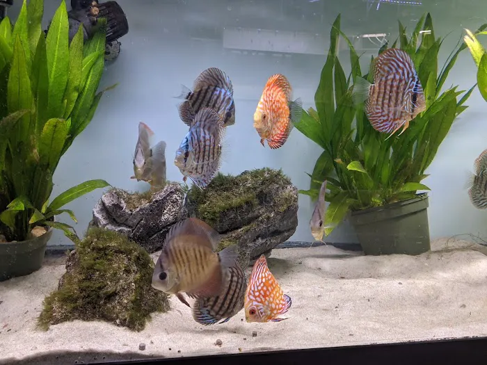 Tristan's Tropical Fish LLC 12